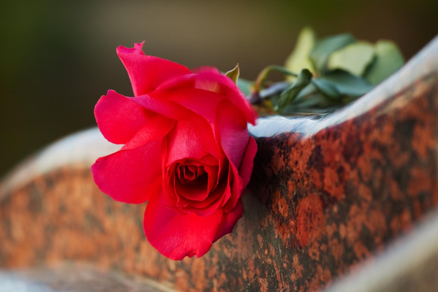 Rote Rose mit grünen Blättern auf einer marmorierten Oberfläche. Unscharfer Hintergrund dezent gehalten.
